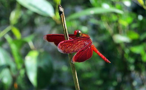 A Dragonfly