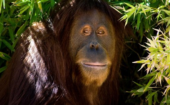 Close Up of a Orangutan