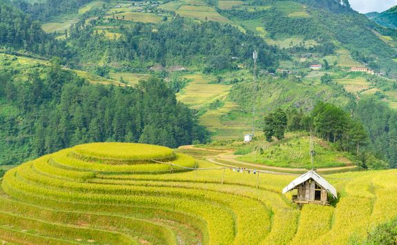 Rice Fields in Hoi An