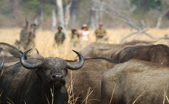 Buffalo