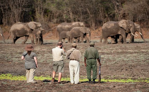 Elephant spotting