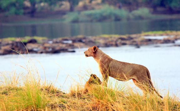 Lionness