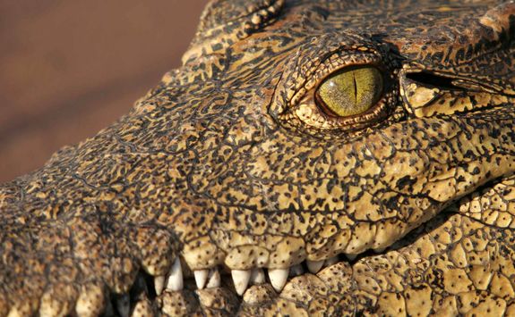 Crocodile in the Zambezi
