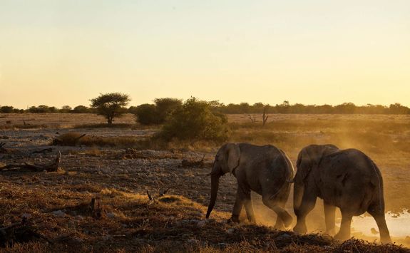 Elephants Zambezi