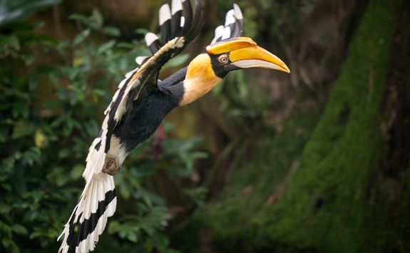 Hornbill flying