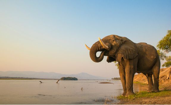 Elephant by a River