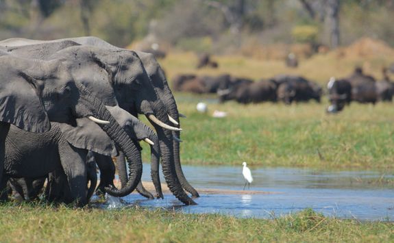 Elephants drinking by the River