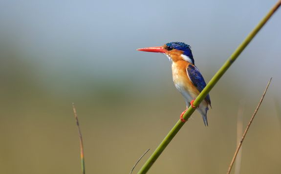 Small Kingfisher