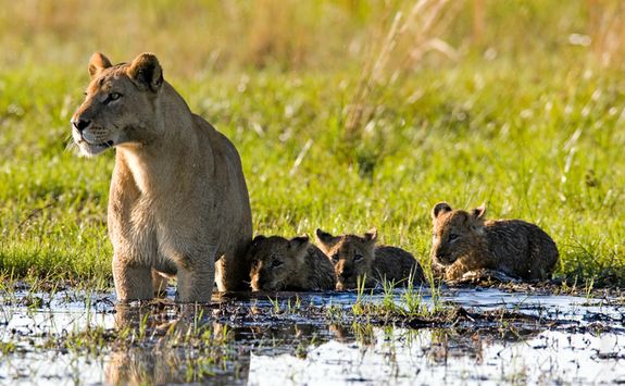 Lioness and Cubs