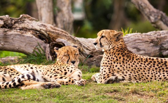 Lazy Cheetahs