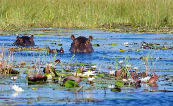 Submerged Hippos