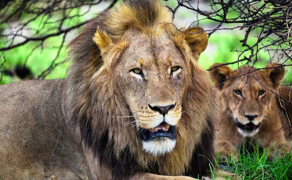 Lion and Lioness