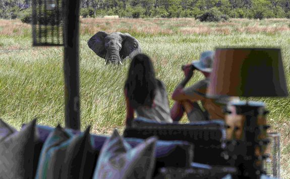Elephant by a Lounge