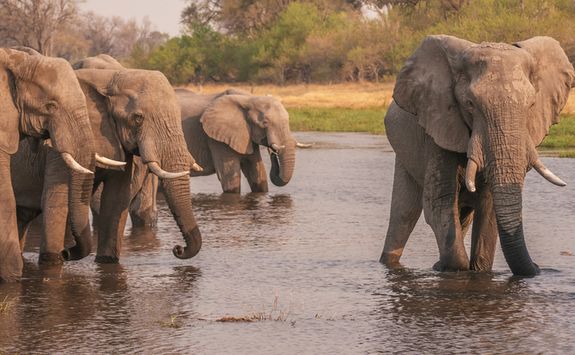 Elephants cooling down