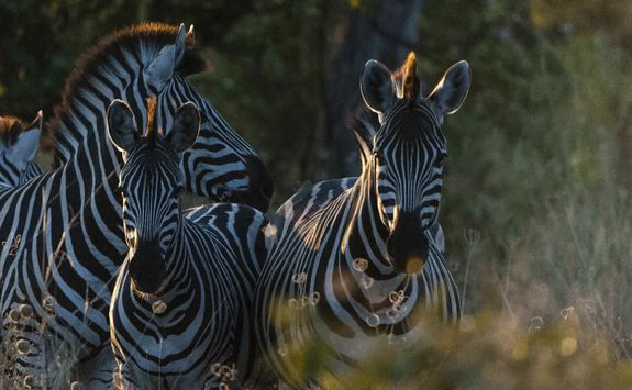 Zebras in Africa