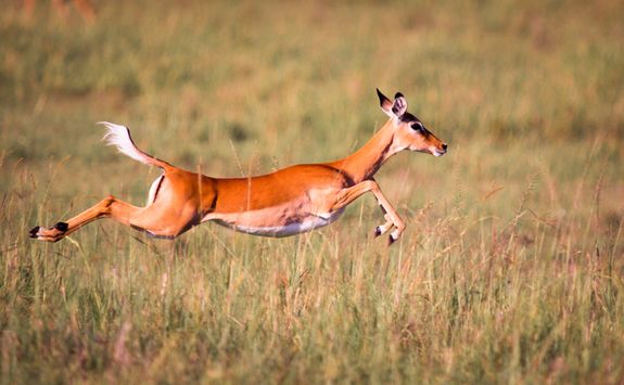 An Impala sprinting