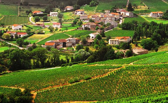 Beaujolais Vineyard