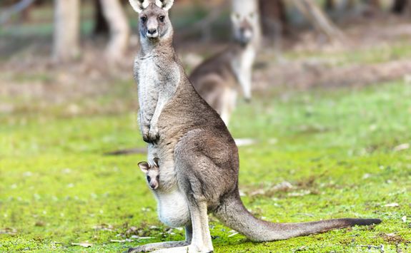 Kangaroo and Joey