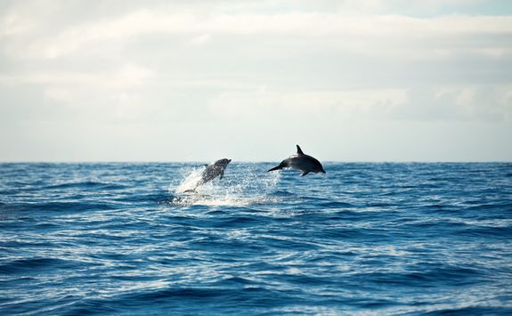 Dolphins at Cape Byron