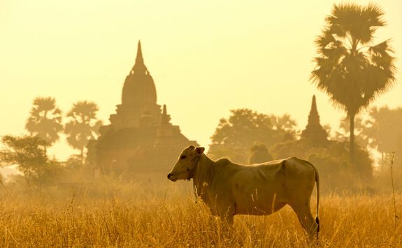 Ox in Bagan