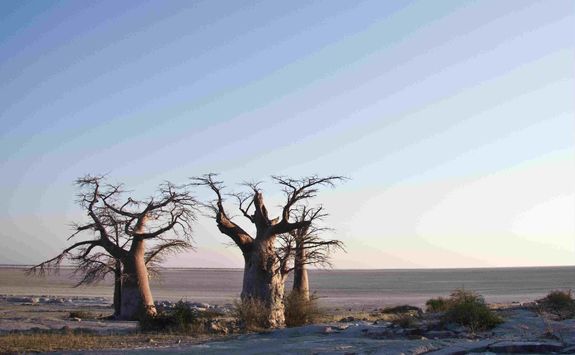 Baobabs in Botswana