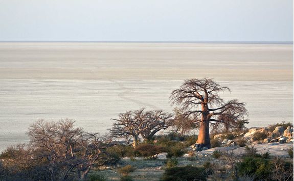 Baobabs in the desert