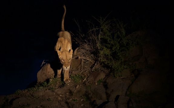 Lion at night