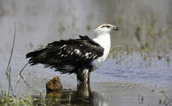 Eagle in Botswana