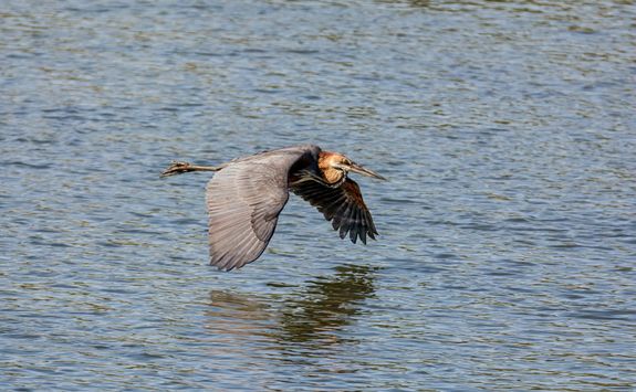 Goliath Heron Flying