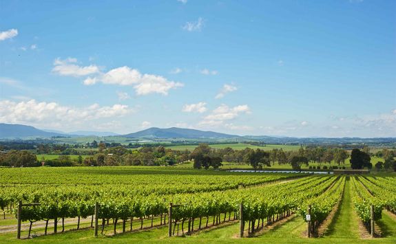 Yarra Valley Vineyard