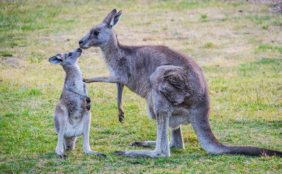 Kangaroos