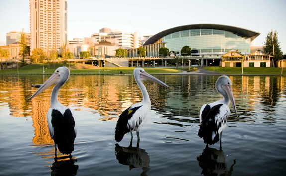 Pelicans on a River
