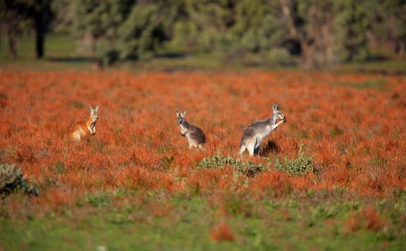 Kangaroos in a Field