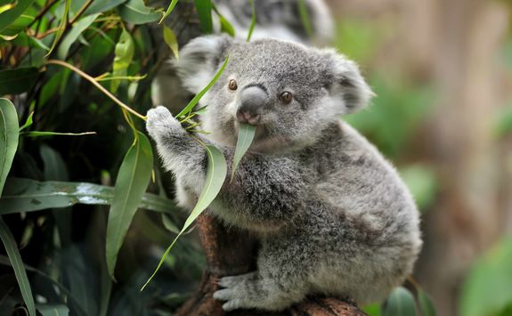 Young Koala