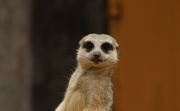 Meerkat at a Zoo