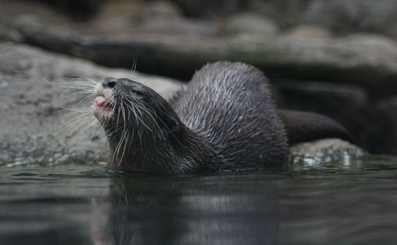 Otter at a Zoo