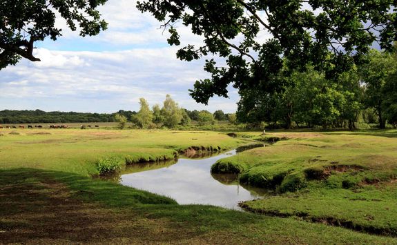 new forest countryside