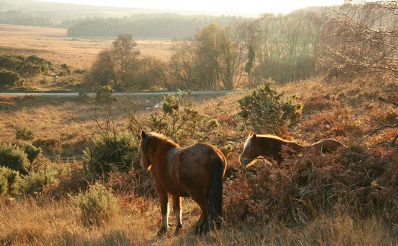 wild ponies in the new forest