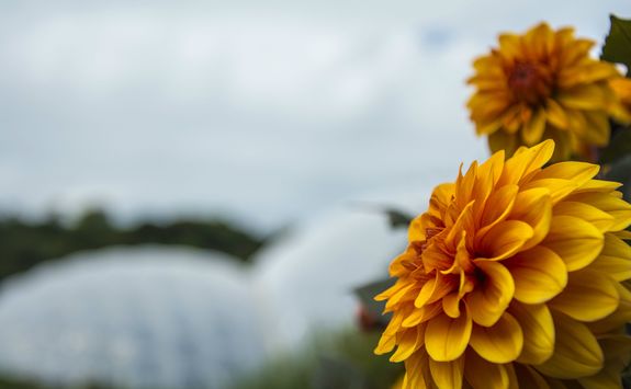 Close up of Dahlias, Eden Project in background