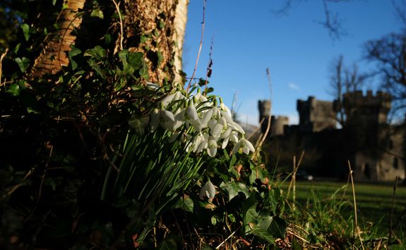Snowdrops in the castle garden