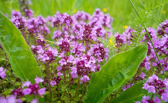 Wild Thyme