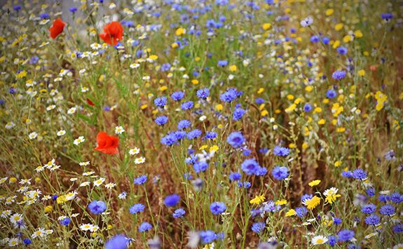A wildflower meadow