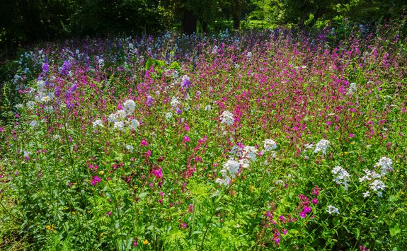 Formal gardens