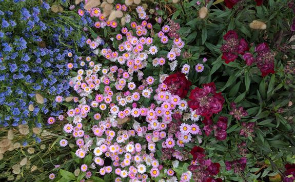 aerial view of flowers