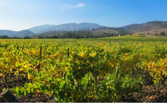 Matetic Vineyards