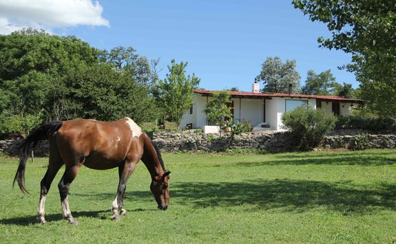 a horse at estancia los poteros