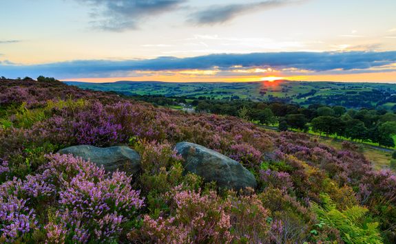 Heather in Yorkshire
