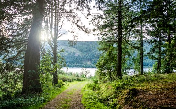 Forest in Lake District National Park