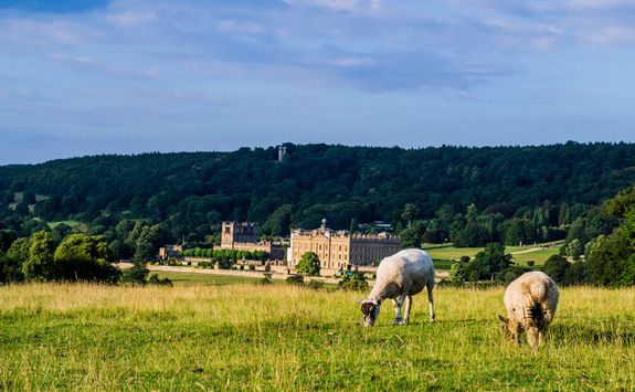 Chatsworth House with sheep in the foreground