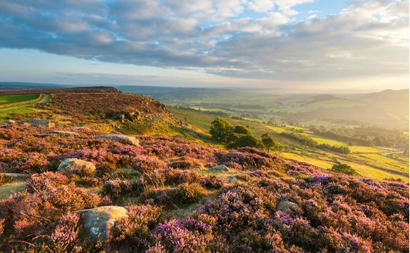peak district flowers